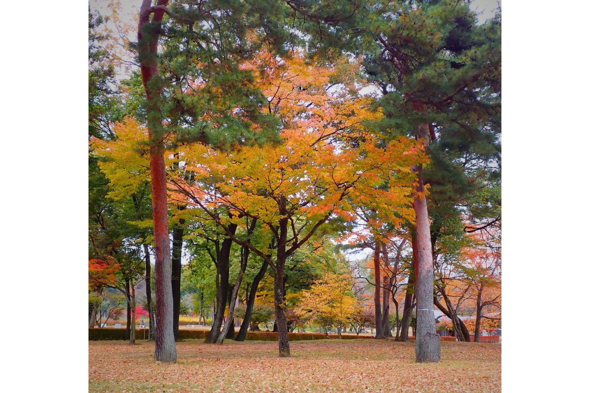 autumn_leaves1