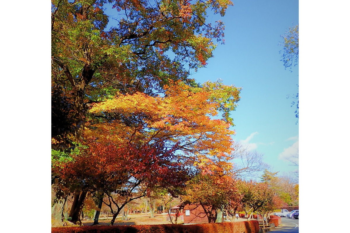 autumn_leaves2