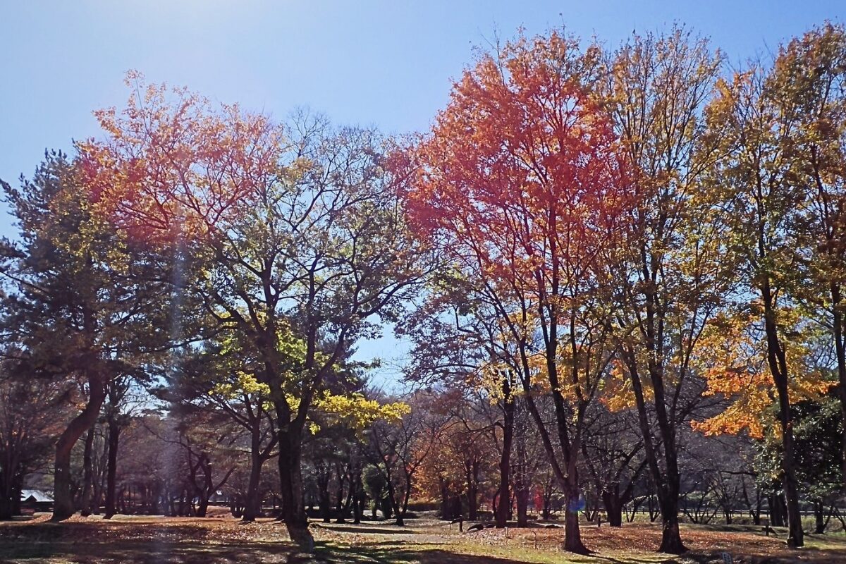 🍁秋の絶景、紅葉キャンプ絶好調🍁