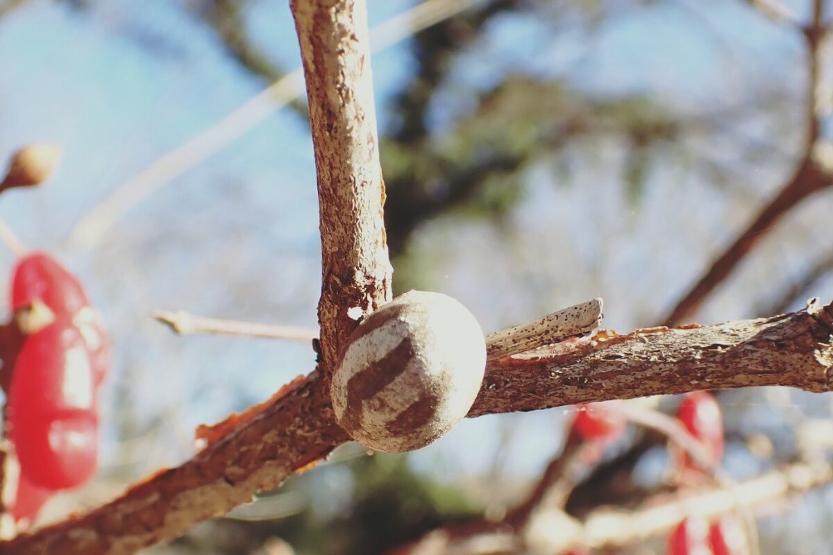 昆虫たちの“冬の過ごし方”を観察してみる👀