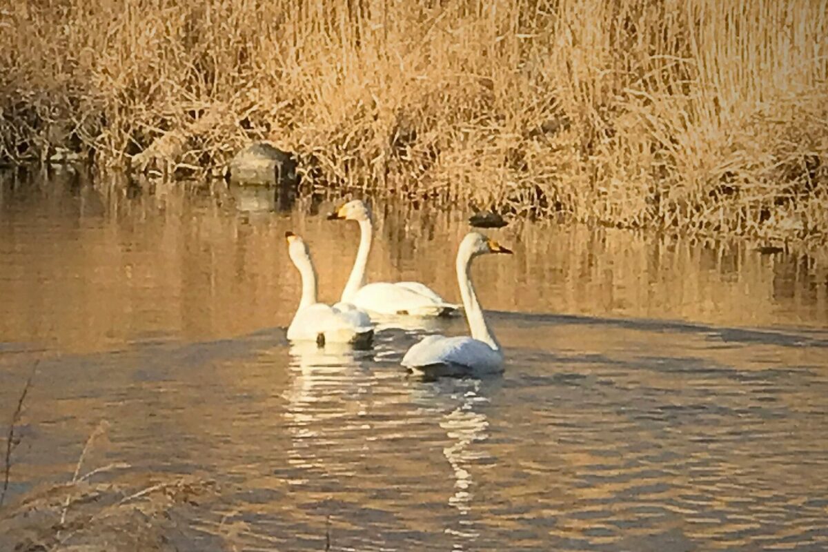 白鳥さん。息をのむ美しさ