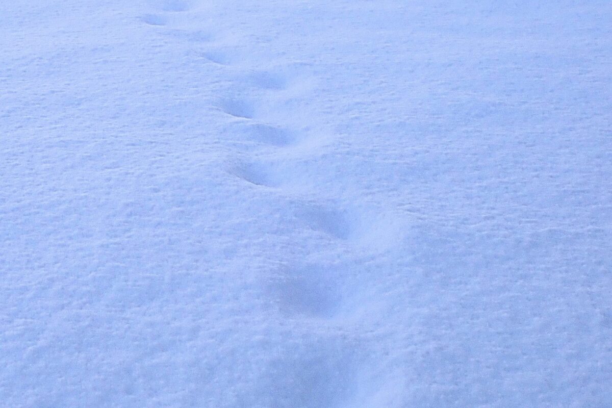猫ちゃんの足跡