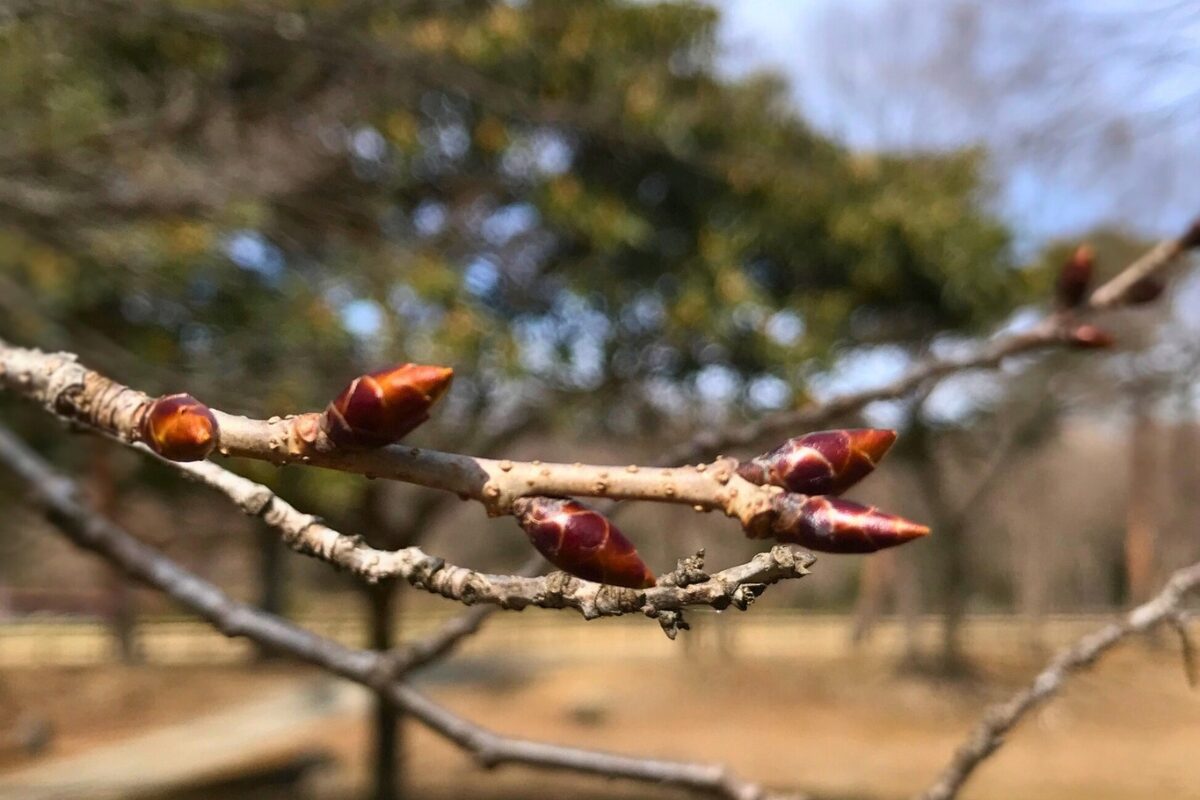 まだギュッと固い桜のつぼみ