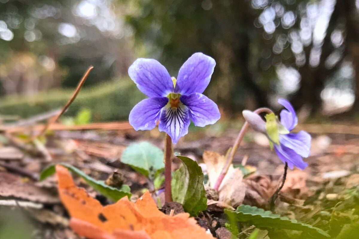 小さな春、見つけました😊