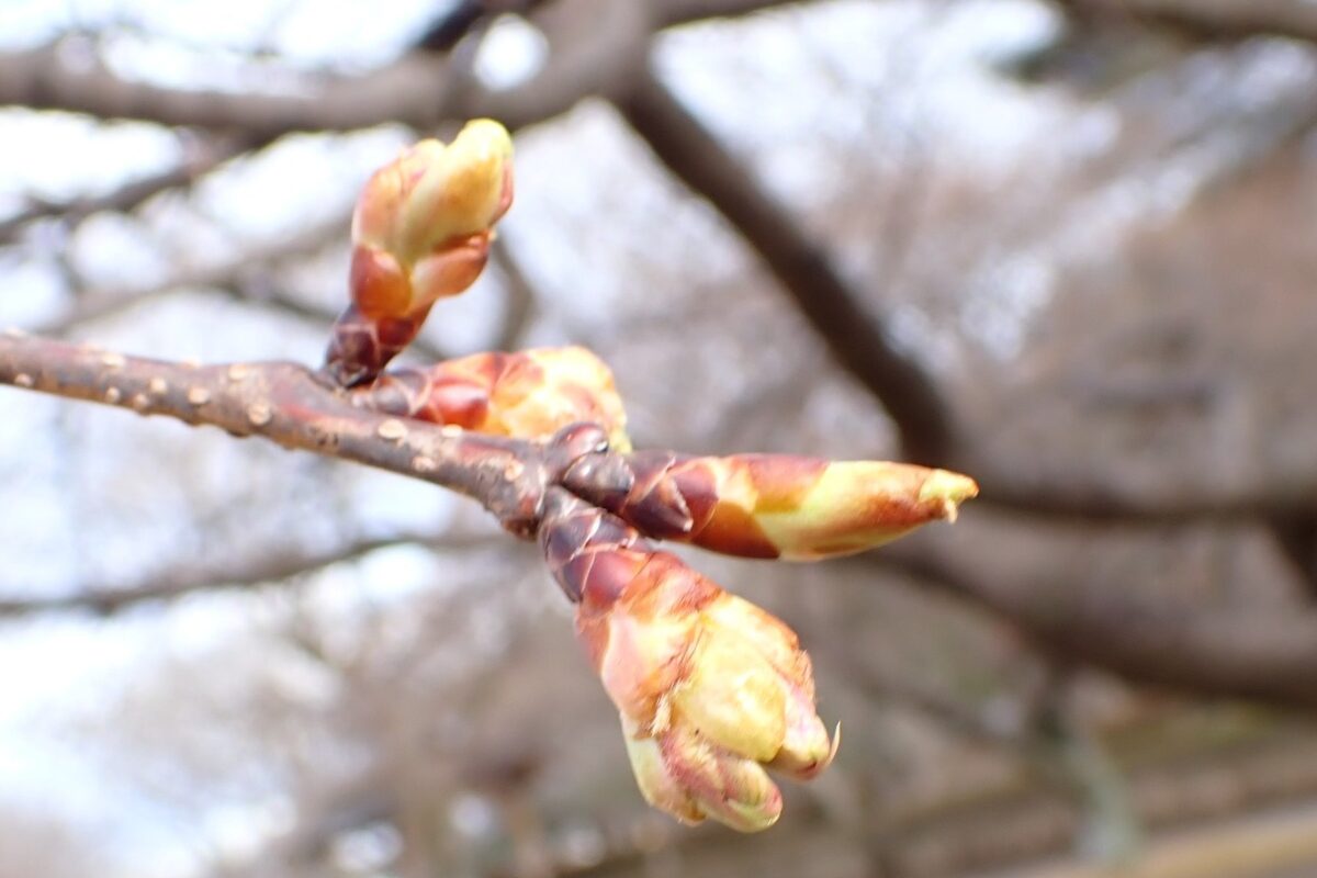 まだ固いつぼみだと思っていたのですが・・・😲