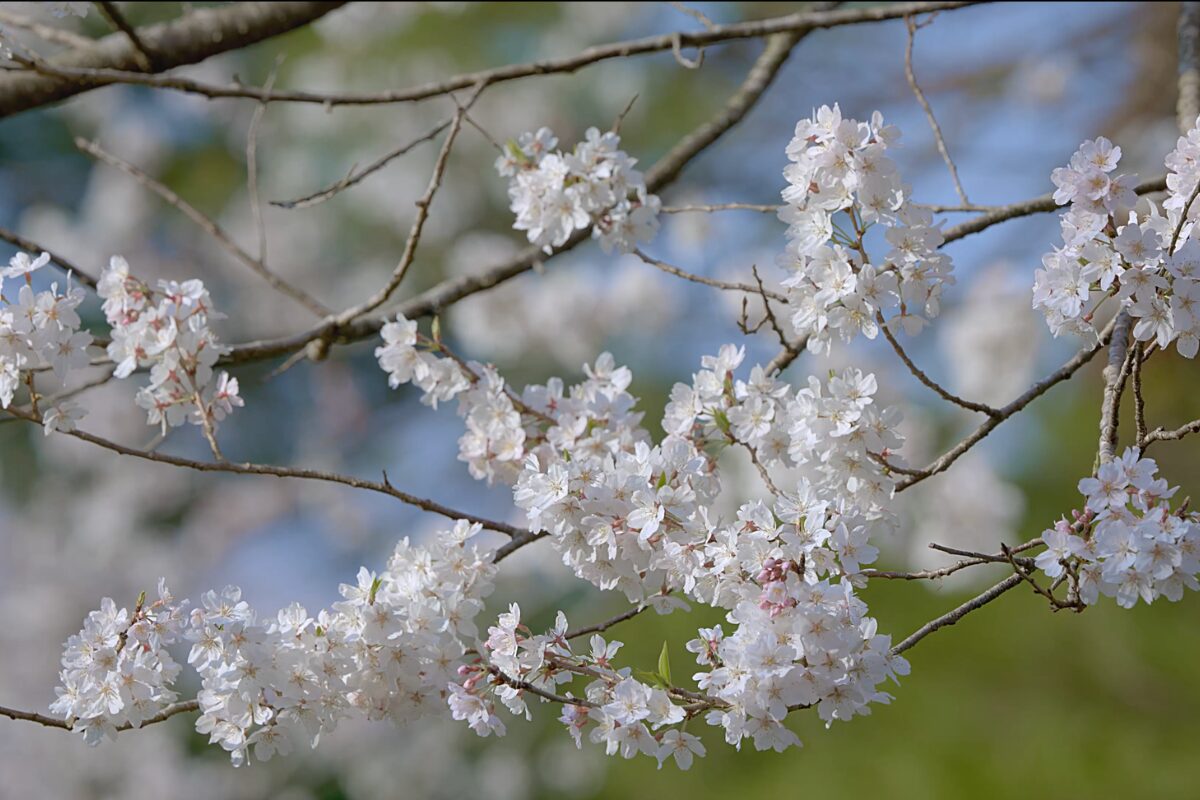 可憐に咲き誇るさくら