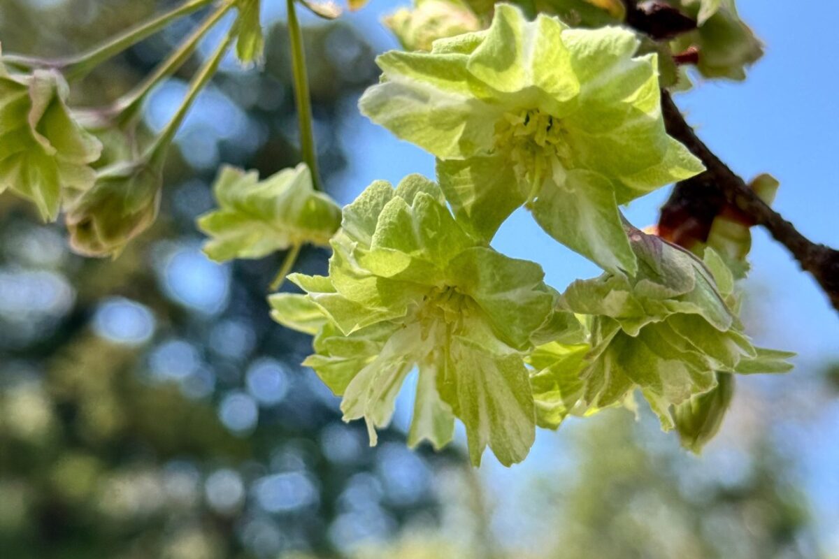 かわいらしい緑色の桜「御衣黄」