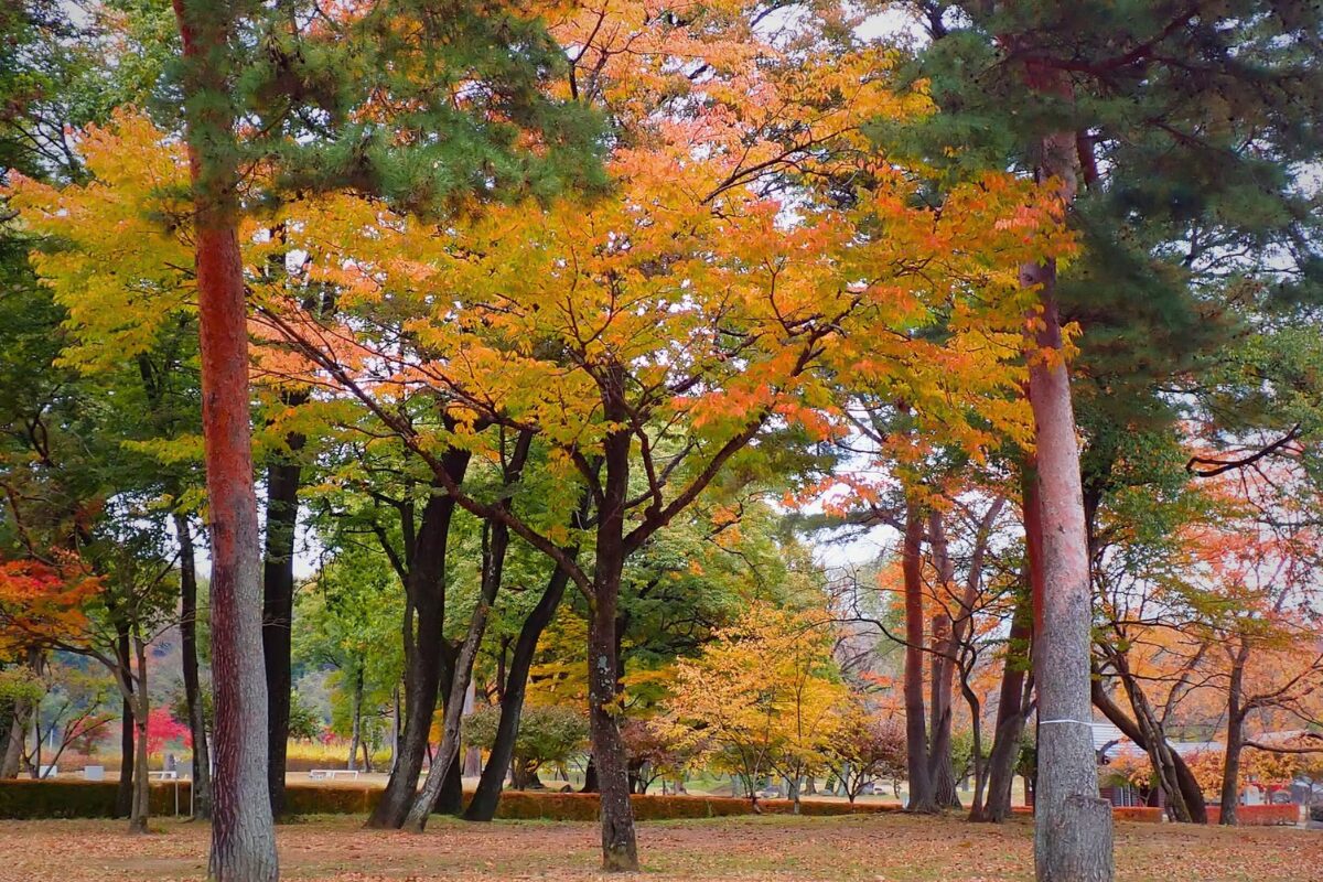 美しい紅葉が場内を彩ります。