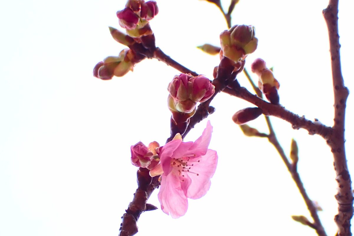 春の息吹を感じにいらっしゃいませんか🏕️🌸