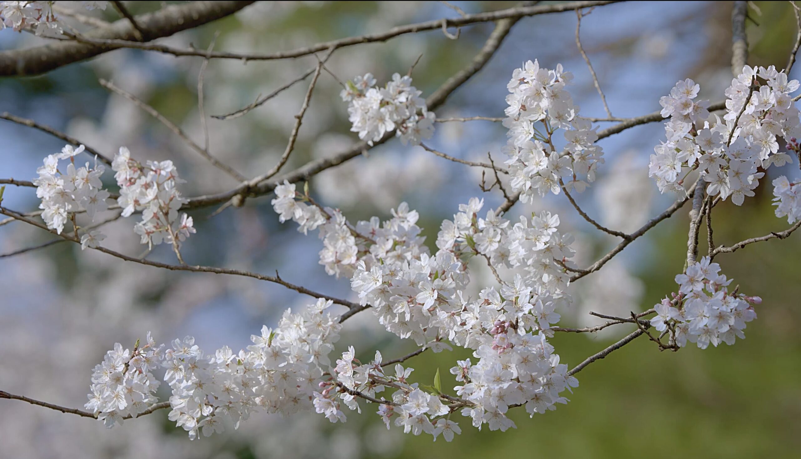 桜①